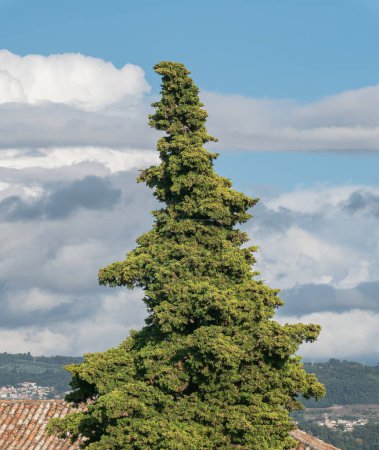 Eine sonnenbeschienene italienische Zypresse Cupressus sempervirens steht hoch über einem blauen Himmel mit Wolken