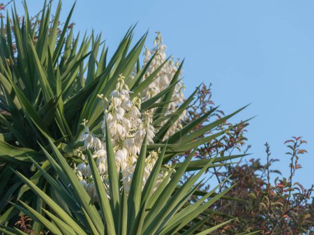 yucca elephantipes plant with creamy white flowers in full bloom outdoors