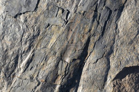Foto de Troncos de plantas fósiles resaltados en la superficie de una roca - Imagen libre de derechos