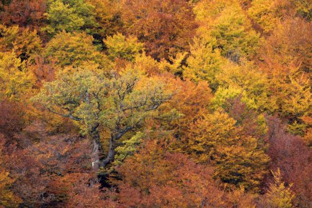Bunte Buchen-, Eichen- und Kiefernwälder im Herbst in MAmpodre, Nordspanien