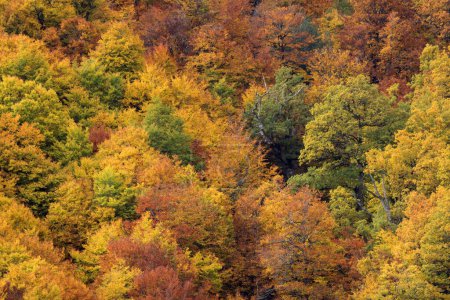 Bunte Buchen-, Eichen- und Kiefernwälder im Herbst in MAmpodre, Nordspanien
