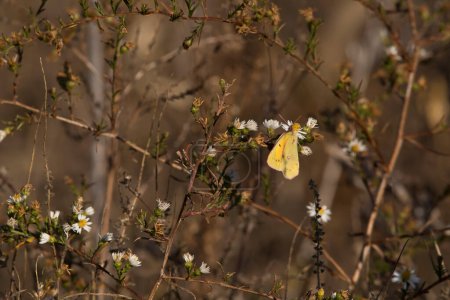 Photo for Yellow sulfur butterfly hanging upside down on a brown plant with white wildflowers on an autumn day in Iowa. - Royalty Free Image