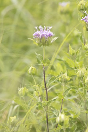 Téléchargez les photos : Une fleur de bergamote violet clair fleurit dans une prairie de l'Iowa un jour d'été. - en image libre de droit
