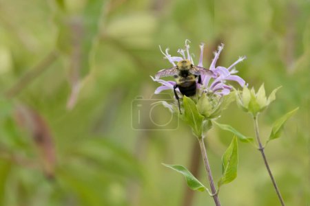Téléchargez les photos : Vue arrière d'un bourdon à ceinture brune sur une fleur de baume d'abeille pourpre dans la prairie en Iowa un jour d'été. - en image libre de droit