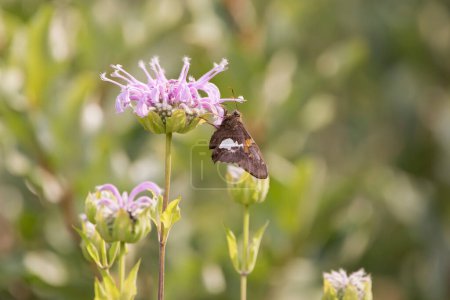 Téléchargez les photos : Vue latérale d'un papillon de l'hespérie tachetée d'argent accroché à une fleur de bambou pourpre dans une prairie par une journée d'été en Iowa. - en image libre de droit