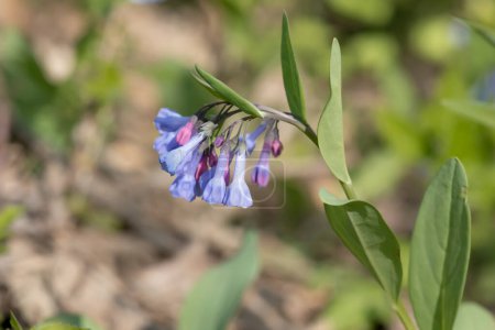 Virginia Bluebell fleurs fleurissant sur le sol de la forêt un jour de printemps dans l'Iowa. 
