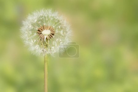 White dandelion seed head isolated on light green blurred background with copy space for text. 