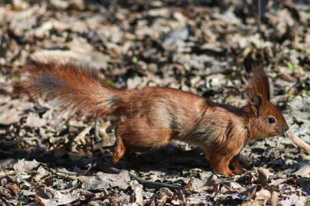Rotes Eichhörnchen im Park
