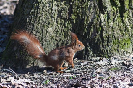 Rotes Eichhörnchen im Park