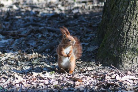 Écureuil roux européen dans le parc