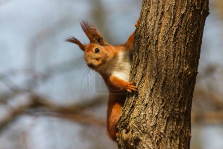 European Red Squirrel In The Park