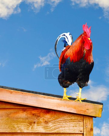 Photo for Free range cockerel Latin name Gallus gallus domesticus on a slopping chicken coop roof to let the rain water run off the roof. - Royalty Free Image