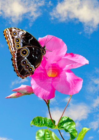 Téléchargez les photos : Papillon morpho bleu Nom latin Morpho peleides sur une fleur - en image libre de droit