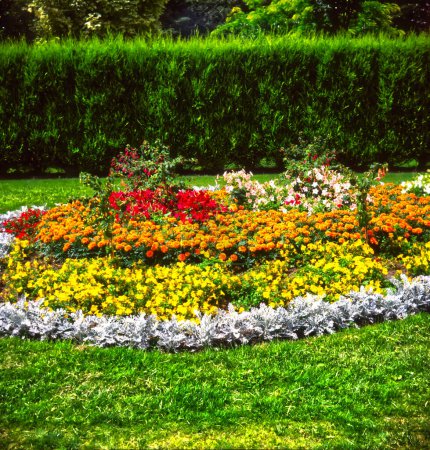 Téléchargez les photos : A floral display of colourful summer flowering bedding plants in a flower bed - en image libre de droit
