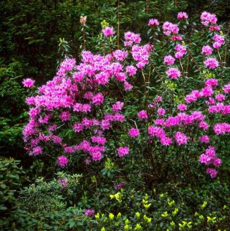 Téléchargez les photos : Rhodendrum davidsonianum fleurissant dans un jardin - en image libre de droit