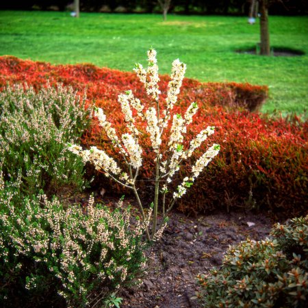 Téléchargez les photos : Daphne mezereum ALBA floraison dans un jardin - en image libre de droit