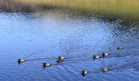 Photo for Male & female mallard ducks Latin name Anas platyrhynchos swimming on a reservoir - Royalty Free Image