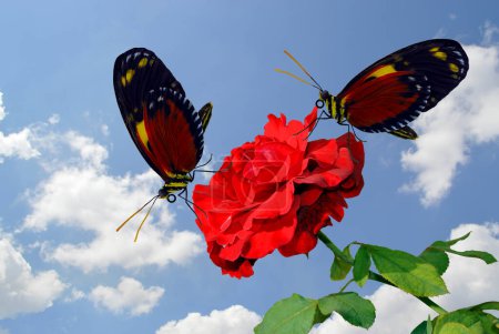 2 papillons tigres à ailes longues pollinisant une fleur de rose