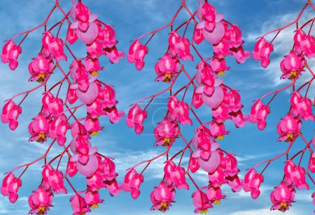 Winkelflügel Lateinischer Name Begonia coccinea hart Blüten mit blauem Himmel
