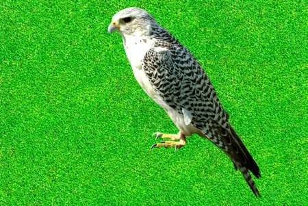 Gyrfalcon Nombre latino Falco rusticolus es el más septentrional de todos los halcones