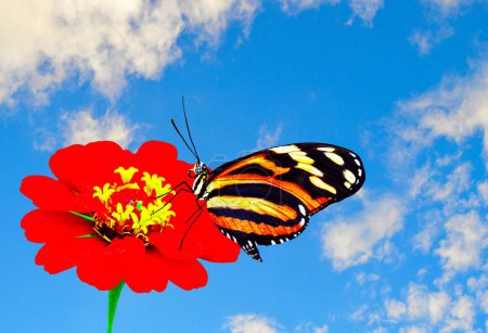 Señora pintada mariposa nombre latino vanessa cardui polinizar un Zinnia, flor