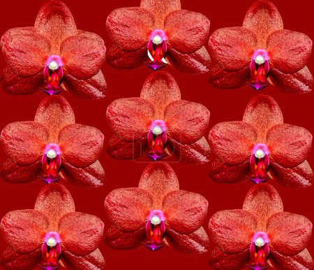 Phalaenopsis Ching Rueys Blood red Sun orchid flower