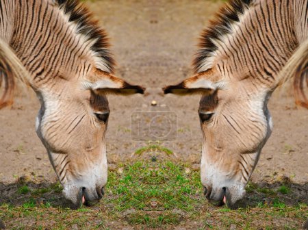 Deux zébroïdes un croisement entre un zèbre et un âne 