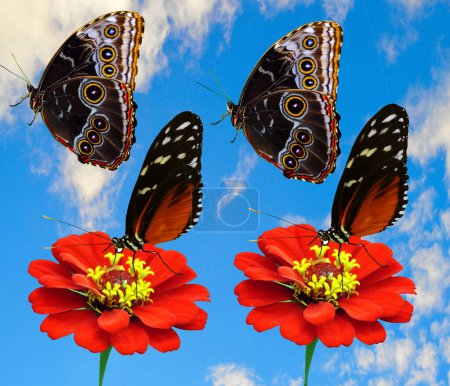 2 papillons Heliconius hecate Nom latin Heliconius hecate) et 2 papillons morpho bleus Nom latin Morpho peleides