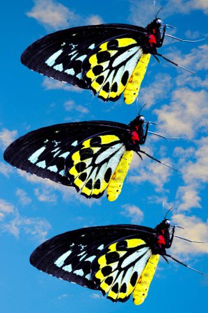 Photo for Cairns Birdwing Butterflies Latin name Ornithoptera euphorion flying - Royalty Free Image