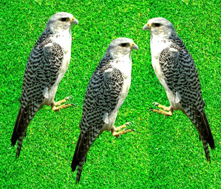 Faucon gerfaut Nom latin Falco rusticolus est le plus septentrional de tous les faucons