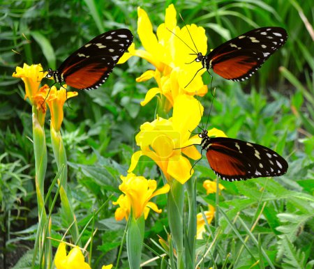 Heliconius heate Schmetterlinge bestäuben gelbe Flaggenblumen Lateinischer Name Iris pseudacorus