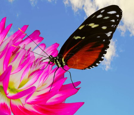 Heliconius hecate butterfly pollinating a Dahlia pink and white flower with a blue sky