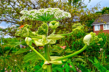Heracleum sosnowskyi, Sosnowsky's hogweed is an Invasive Alien Species of European Union. It is dangerous for humans because even small drops of the plant's juice cause skin photosensitivity and burns.