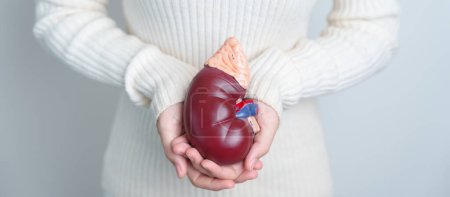 Foto de Woman holding Anatomical human kidney Adrenal gland model. disease of Urinary system and Stones, Cancer, world kidney day, Chronic kidney and Organ Donor Day concept - Imagen libre de derechos