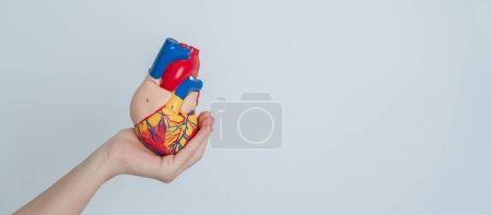 Foto de Woman holding human Heart model. Cardiovascular Diseases, Atherosclerosis, Hypertensive Heart, Valvular Heart, Aortopulmonary window, world Heart day and health concept - Imagen libre de derechos