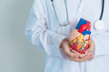 Foto de Doctor holding human Heart model. Cardiovascular Diseases, Atherosclerosis, Hypertensive Heart, Valvular Heart, Aortopulmonary window, world Heart day and health concept - Imagen libre de derechos