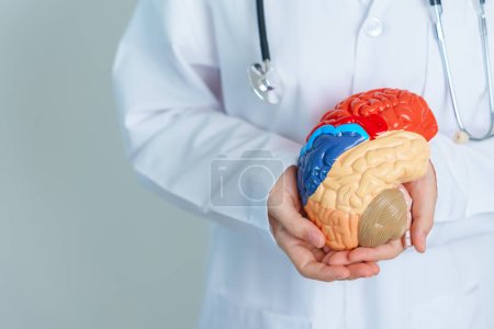 Foto de Doctor holding human Brain model. World Brain Tumor day, Brain Stroke, Dementia, alzheimer, parkinson and world mental health concept - Imagen libre de derechos