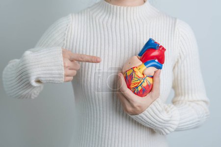 Foto de Woman holding human Heart model. Cardiovascular Diseases, Atherosclerosis, Hypertensive Heart, Valvular Heart, Aortopulmonary window, world Heart day and health concept - Imagen libre de derechos