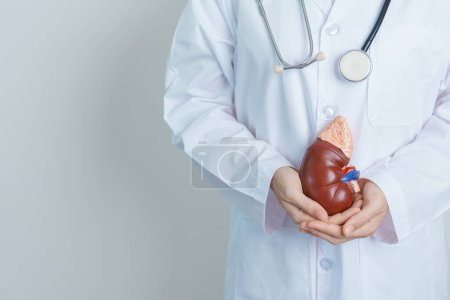 Photo for Doctor holding Anatomical kidney Adrenal gland model. disease of Urinary system and Stones, Cancer, world kidney day, Chronic kidney, Urology, Nephritis, Renal and Transplant concept - Royalty Free Image