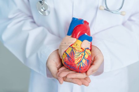 Foto de Doctor holding human Heart model. Cardiovascular Diseases, Atherosclerosis, Hypertensive Heart, Valvular Heart, Aortopulmonary window, world Heart day and health concept - Imagen libre de derechos