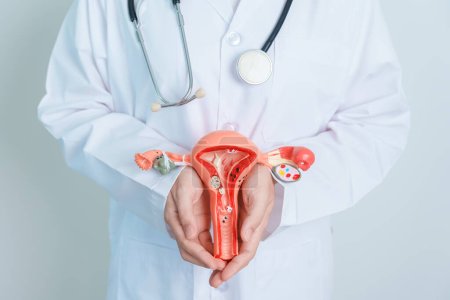 Foto de Doctor holding Uterus and Ovaries model. Ovarian and Cervical cancer, Cervix disorder, Endometriosis, Hysterectomy, Uterine fibroids, Reproductive system and Pregnancy concept - Imagen libre de derechos