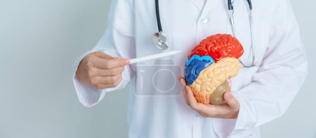 doctor holding human Brain model. World Brain Tumor day, Brain Stroke, Dementia, alzheimer, parkinson and world mental health concept