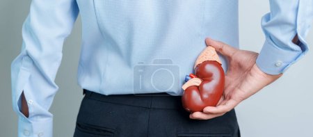 Man holding Anatomical human kidney Adrenal gland model. disease of Urinary system and Stones, Cancer, world kidney day, Chronic kidney and Organ Donor Day concept