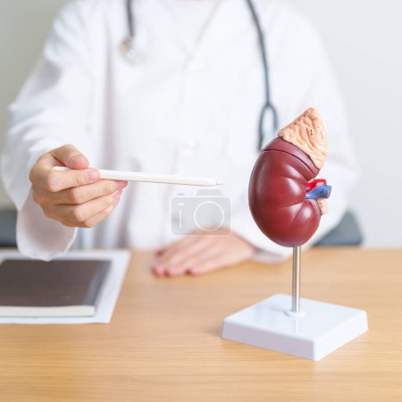 Photo for Doctor with Kidney Adrenal gland anatomy model. disease of Urinary system and Stones, Cancer, world kidney day, Chronic kidney, Urology, Nephritis, Renal, Transplant and health concept - Royalty Free Image