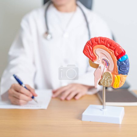 Foto de Doctor con modelo de anatomía cerebral humana. Día mundial del tumor cerebral, derrame cerebral, demencia, alzheimer, parkinson y concepto mundial de salud mental - Imagen libre de derechos