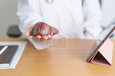 Photo for Doctor with human Liver model and tablet. Liver cancer and Tumor, Jaundice, Viral Hepatitis A, B, C, D, E, Cirrhosis, Failure, Enlarged, Hepatic Encephalopathy, Ascites Fluid in Belly and health - Royalty Free Image