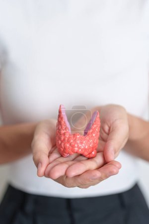 Foto de Mujer sosteniendo modelo humano de anatomía tiroidea. Hipertiroidismo, hipotiroidismo, tiroiditis de Hashimoto, tumor tiroideo y cáncer, posparto, carcinoma papilar y concepto de salud - Imagen libre de derechos
