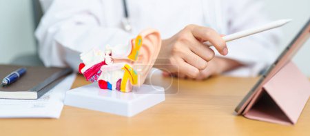 Doctor with human Ear anatomy model with tablet. Ear disease, Atresia, Otitis Media, Pertorated Eardrum, Meniere syndrome, otolaryngologist, Ageing Hearing Loss, Schwannoma and Health