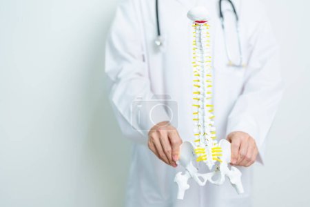 Doctor con modelo de anatomía espinal humana. Trastorno y enfermedad de la médula espinal, dolor de espalda, lumbar, pelvis sacra, cuello cervical, torácico, cóccix, ortopedista, quiropráctica, síndrome de oficina y salud