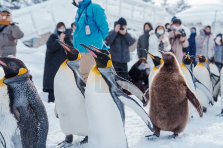 Parade der Königspinguine auf Schnee im Asahiyama Zoo in der Wintersaison. Wahrzeichen und beliebt bei Touristen Attraktionen in Asahikawa, Hokkaido, Japan. Reise- und Urlaubskonzept